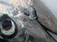 latemarch2011 032
